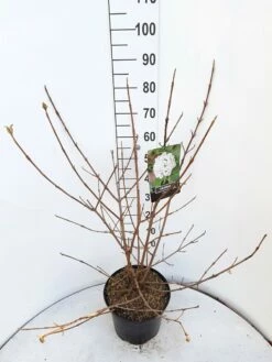 Sneeuwbal (Viburnum Carlcephalum) -DIRECTPLANT Winkel viburnum carlecephalum c10 v01