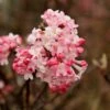 Sneeuwbal (Viburnum Bodnantense 'Charles Lamont') -DIRECTPLANT Winkel viburnum charles lamont 1