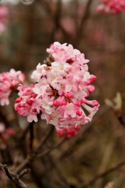 Sneeuwbal (Viburnum Bodnantense 'Charles Lamont')