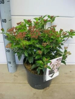 Groenblijvende Sneeuwbal (Viburnum Tinus 'Eve Price') 26 Groenblijvende Sneeuwbal (Viburnum Tinus 'Eve Price') -DIRECTPLANT Winkel viburnum eve price c5 6 11 2018 2 1