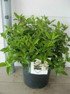 Groenblijvende Sneeuwbal (Viburnum Tinus 'Eve Price') -DIRECTPLANT Winkel viburnum eve prise c5 14 9 2018