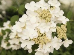 Japanse Sneeuwbal (Viburnum Plicatum 'Kilimandjaro Sunrise') 10 Japanse Sneeuwbal (Viburnum Plicatum 'Kilimandjaro Sunrise') -DIRECTPLANT Winkel viburnum kil. sunrise 2 1