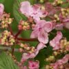 Japanse Sneeuwbal (Viburnum Plicatum 'Kilimandjaro Sunrise') 1 Japanse Sneeuwbal (Viburnum Plicatum 'Kilimandjaro Sunrise') -DIRECTPLANT Winkel viburnum kil. sunrise 3 1 1