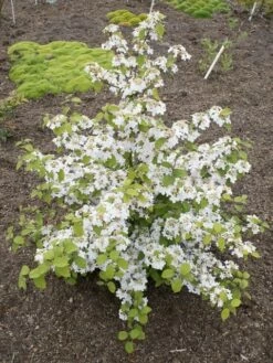 Japanse Sneeuwbal (Viburnum Plicatum 'Kilimandjaro Sunrise') 11 Japanse Sneeuwbal (Viburnum Plicatum 'Kilimandjaro Sunrise') -DIRECTPLANT Winkel viburnum kil. sunrise 4 1