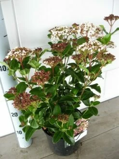 Sneeuwbal (Viburnum Tinus 'Lisa Rose') -DIRECTPLANT Winkel viburnum lisarose c5 05 09 2017 1 1