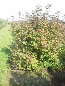 Gelderse Roos (Viburnum Opulus) -DIRECTPLANT Winkel viburnum opulus 150 200 1 2
