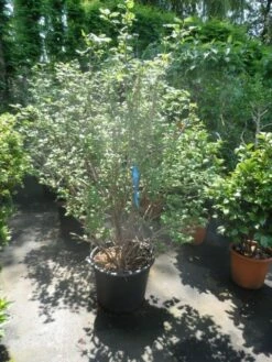 Sneeuwbal (Viburnum Opulus 'Roseum') -DIRECTPLANT Winkel viburnum opulus roseum 150 175 200 1
