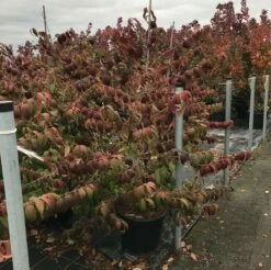 Japanse Sneeuwbal (Viburnum Plicatum 'Kilimandjaro Sunrise') 13 Japanse Sneeuwbal (Viburnum Plicatum 'Kilimandjaro Sunrise') -DIRECTPLANT Winkel viburnum plic. kilimandjaro