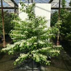 Japanse Sneeuwbal (Viburnum Plicatum 'Kilimandjaro Sunrise') -DIRECTPLANT Winkel viburnum plic. kilimandjaro 150 175 c50 1