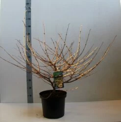 Sneeuwbal (Viburnum Plicatum 'Mariesii') -DIRECTPLANT Winkel viburnum plic mariessii 80 10 cm co. 10l kopie 1