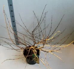 Sneeuwbal (Viburnum Plicatum 'Mariesii') -DIRECTPLANT Winkel viburnum plic mariessii 80 10 cm co. 10lv kopie