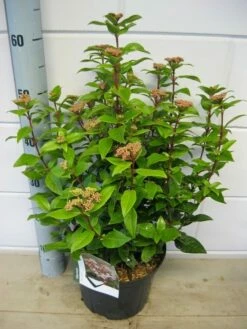 Sneeuwbal (Viburnum Tinus 'Spirit') 19 Sneeuwbal (Viburnum Tinus 'Spirit') -DIRECTPLANT Winkel viburnum spirit c5 7 2 2019 1