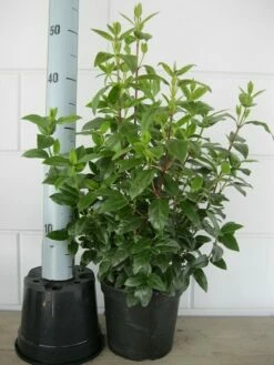 Sneeuwbal (Viburnum Tinus 'Lisa Rose') -DIRECTPLANT Winkel viburnum tinus 40 50 c3 april 2 3