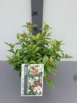 Groenblijvende Sneeuwbal (Viburnum Tinus 'Eve Price') -DIRECTPLANT Winkel viburnum tinus eve price