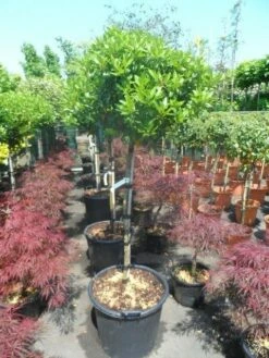 Sneeuwbal Op Stam (Viburnum Tinus 'Eve Price') -DIRECTPLANT Winkel viburnum tinus eve price 100 110stam c35