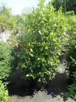Groenblijvende Sneeuwbal (Viburnum Tinus 'Eve Price') -DIRECTPLANT Winkel viburnum tinus eve price 125 150 c50