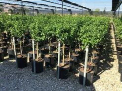 Sneeuwbal Op Stam (Viburnum Tinus 'Eve Price') -DIRECTPLANT Winkel viburnum tinus eve price 50cm stem