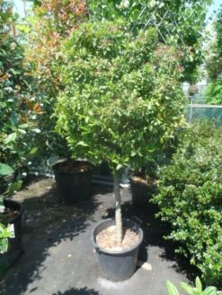 Sneeuwbal Op Stam (Viburnum Tinus 'Eve Price') -DIRECTPLANT Winkel viburnum tinus eve price 70 80stam c50 extra 1