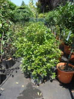 Groenblijvende Sneeuwbal (Viburnum Tinus 'Eve Price') -DIRECTPLANT Winkel viburnum tinus eve price 80 100 c20