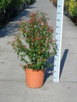 Groenblijvende Sneeuwbal (Viburnum Tinus 'Eve Price') -DIRECTPLANT Winkel viburnum tinus eve price 80 100 c20