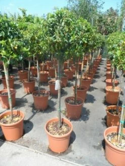 Sneeuwbal Op Stam (Viburnum Tinus 'Eve Price') -DIRECTPLANT Winkel viburnum tinus eve price 80stam c20