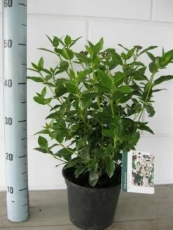Groenblijvende Sneeuwbal (Viburnum Tinus 'Eve Price') -DIRECTPLANT Winkel viburnum tinus eve price c3 september 2 2