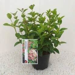 Sneeuwbal (Viburnum Tinus 'Lisa Rose') -DIRECTPLANT Winkel viburnum tinus lisarose
