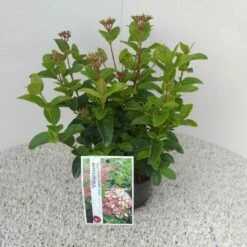 Sneeuwbal (Viburnum Tinus 'Lisa Rose') -DIRECTPLANT Winkel viburnum tinus lisarose pbr