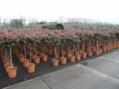 Sneeuwbal Op Stam (Viburnum Tinus 'Eve Price') -DIRECTPLANT Winkel viburnum tinus op stam 2 1