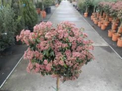 Sneeuwbal Op Stam (Viburnum Tinus 'Eve Price') -DIRECTPLANT Winkel viburnum tinus op stam 3 1