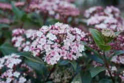 Sneeuwbal (Viburnum Tinus 'Spirit') 14 Sneeuwbal (Viburnum Tinus 'Spirit') -DIRECTPLANT Winkel viburnum tinus spirit 03