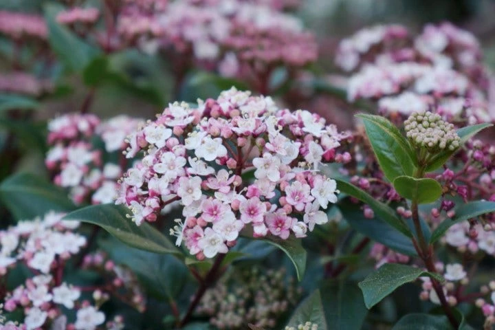 Sneeuwbal (Viburnum Tinus 'Spirit') 5 Sneeuwbal (Viburnum Tinus 'Spirit') - Afbeelding 3