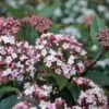 Sneeuwbal (Viburnum Tinus 'Spirit') -DIRECTPLANT Winkel viburnum tinus spirit 05