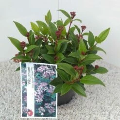 Sneeuwbal (Viburnum Tinus 'Spirit') 21 Sneeuwbal (Viburnum Tinus 'Spirit') -DIRECTPLANT Winkel viburnum tinus spirit pbr