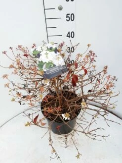 Sneeuwbal (Viburnum Plicatum 'Watanabe') -DIRECTPLANT Winkel viburnum watanabe c10 v02 2