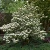 Japanse Sneeuwbal (Viburnum Plicatum 'Tomentosum') -DIRECTPLANT Winkel viburnumplictomentosumvi01 2