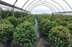 Sneeuwbal Als Bolvorm (Viburnum Tinus 'Eve Price') -DIRECTPLANT Winkel viburnumtinuseveprice 1