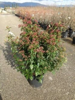 Sneeuwbal Als Bolvorm (Viburnum Tinus 'Spirit') 10 Sneeuwbal Als Bolvorm (Viburnum Tinus 'Spirit') -DIRECTPLANT Winkel viburnumtinusspiritbol01