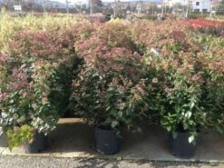 Sneeuwbal Als Bolvorm (Viburnum Tinus 'Spirit') 11 Sneeuwbal Als Bolvorm (Viburnum Tinus 'Spirit') -DIRECTPLANT Winkel viburnumtinusspiritbol02 1