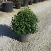 Sneeuwbal Als Bolvorm (Viburnum Tinus 'Spirit') -DIRECTPLANT Winkel viburnumtinusspiritbol05 1