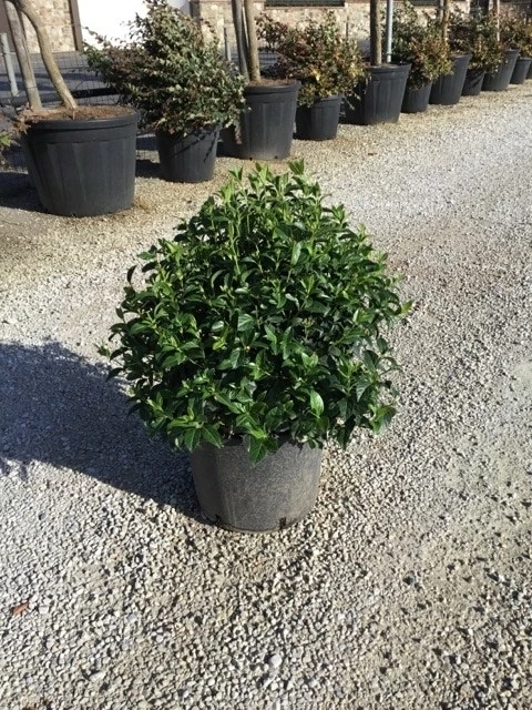 Sneeuwbal Als Bolvorm (Viburnum Tinus 'Spirit') 3 Sneeuwbal Als Bolvorm (Viburnum Tinus 'Spirit')