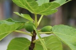 Vijg Als Solitair (Ficus Carica) -DIRECTPLANT Winkel vijg 1 1 1