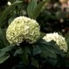 Sneeuwbal (Viburnum Opulus 'Roseum') -DIRECTPLANT Winkel vioroseu 9