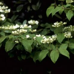 Sneeuwbal (Viburnum Plicatum 'Mariesii') -DIRECTPLANT Winkel vipmarie 10
