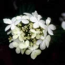 Sneeuwbal (Viburnum Plicatum 'Watanabe') -DIRECTPLANT Winkel vipwatan 8 2