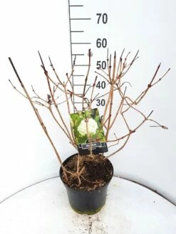 Sneeuwbal (Viburnum Opulus 'Roseum') -DIRECTPLANT Winkel virburnum opulus roseum c10 v01 2