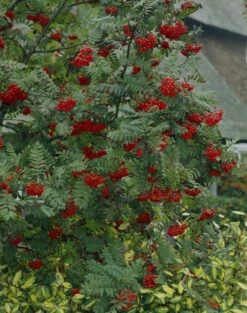 Vogelvriendelijke Haag -DIRECTPLANT Winkel visi07503