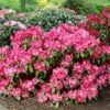 Dwergrhododendron (Rhododendron 'Morgenrot') -DIRECTPLANT Winkel visi08099 1 2