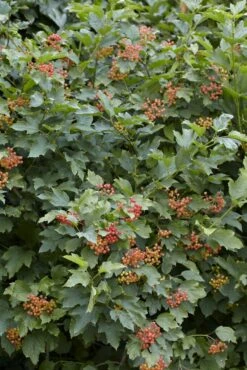 Vogelvriendelijke Haag