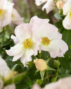 Roos (Rosa 'Sally Holmes')